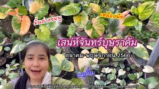 อัพเดตเสน่ห์จันทร์บุษราคัมในสวน เชคราคา ตุลาคม-พฤศจิกายน 2566