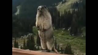 Beaver Scream (Original Video only)