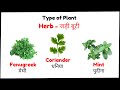 Learning type of plants - HERBS | Type of HERBS for kids | पौधों के  प्रकार - जड़ी बूटी |EVS Topic