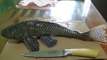 MỔ VÀ THƯỞNG THỨC MÓN CÁ DỌN BỂ.