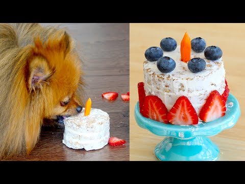 how-to-make-a-birthday-cake-for-dogs-|-paddington's-pantry-|-recipe