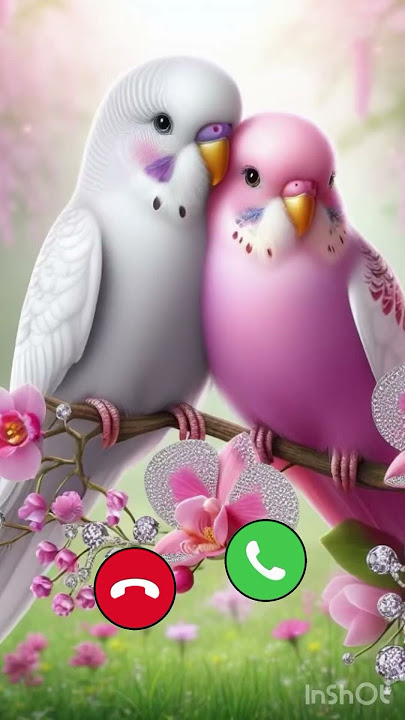 Love bird#love #bird #birdlovers #birds #ringtone