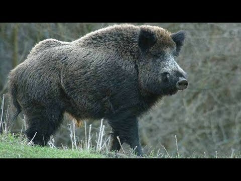 10 самых опасных животных России