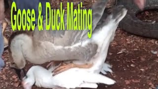 Goose and muscovy duck mating #Crossbreeds