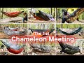 新緑の第１回カメレオンミーティング と 祝！ハンモックキャンプ公開動画 100回記念 ！！