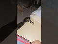 meme #duck #pets #animals #cute #satisfying #dog #catsanddogs #duck #cat #shortvideo