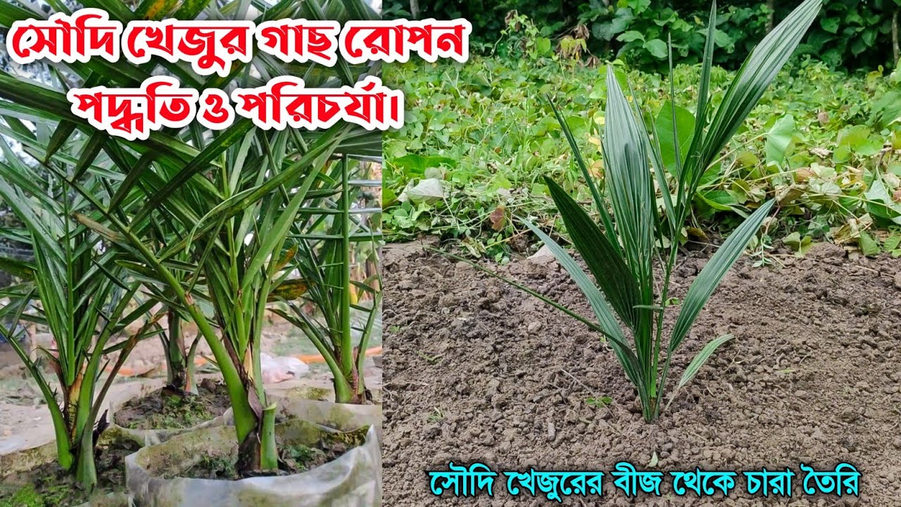 সৌদি খেজুর গাছ রোপন পদ্ধতি ও পরিচর্যা | Saudi Khajur Chas | Date Palm