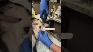 Dog Bone Stuck On Jaw