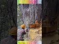 Satisfying Giant Tree Felling With A Chainsaw! 🪓🌳 #shorts