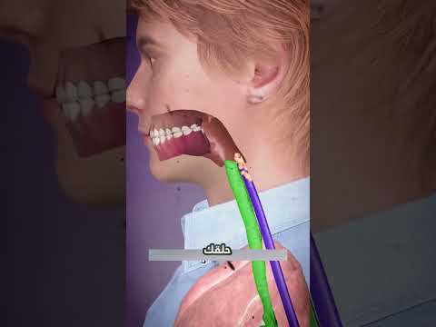 ابتلاع الطعام رحلة من الفم إلى المعدة عبر المريء واحذر القصبة الهوائية اكسبلور