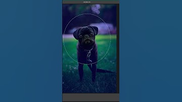 Photoshop Edit Timelapse | Malcolm the Pug #shorts
