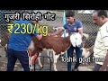 Top Quility gujri sirohi goat at ₹230/kg | toshik goat farm ajmer