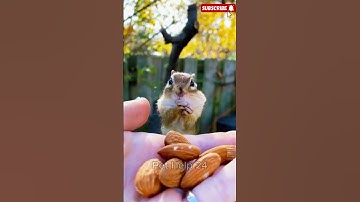 Adorable Chipmunk Stuffing Cheeks With Nuts 🐿️😍 | Cutest Animal Moment