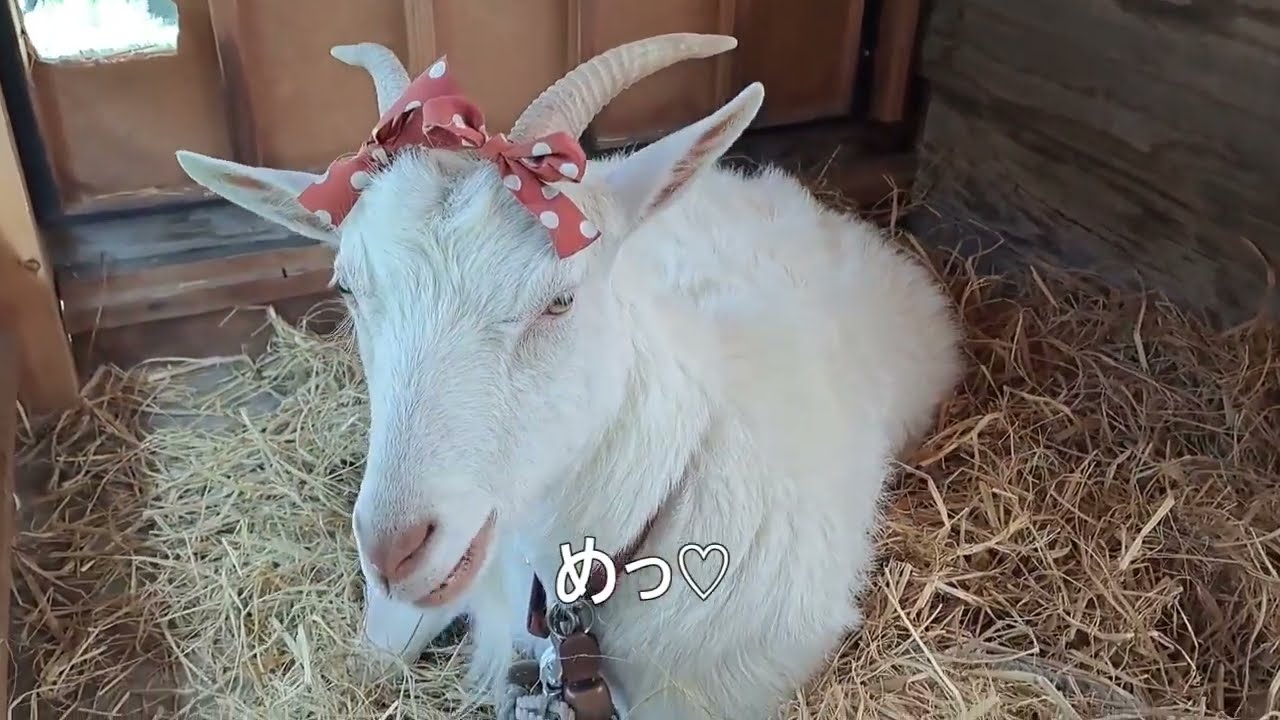 2023年6月4日のゆきちゃん（日曜日） - YouTube