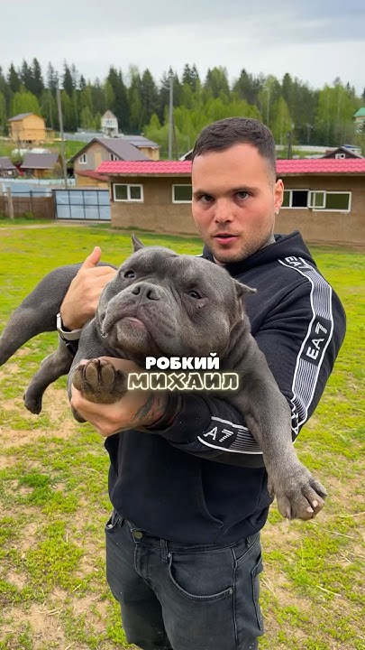 Голова собаки больше человеческой гора мышц! Если вам не хватает ...