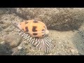海南赶海就是爽，大螃蟹海螺都能抓，还遇到一只像蜗牛的大螺