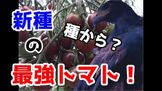 【家庭菜園】ブドウ風味のトマト！トスカーナバイオレット！？