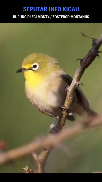 CHARACTERISTICS OF MALE AND FEMALE MONTY / MONTANUS PLECI | JUST LISTEN TO THEIR CALL..!!!!