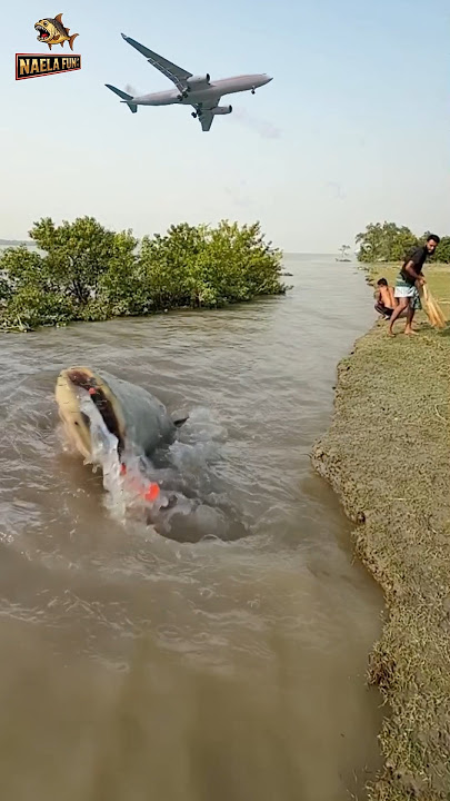 LELE RAKSASA MENGAMUK! 😱 Lempar Jala Sudah Tepat, Tapi Malah MELESET di Detik Terakhir
