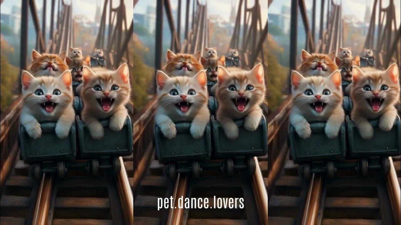 ROSÉ & Bruno Mars - APT. (Cat Parody) 아파트 고양이 패러디 ROSÉ & Bruno Mars - APT. (Cat Parody) 아파트 고양이 패러디