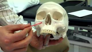 Anterior Skull.MP4