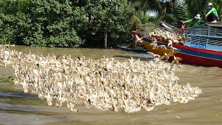 Vịt Đẻ Chạy đồng Đang Đẻ Trứng xuống tàu kiểu nầy Liều quá .Ducks lay eggs in water.Thanh Hoai KG