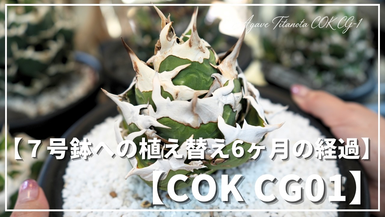 Agave] The Popular COK & Oaxaca Oteroi!! Changes 6 Months After
