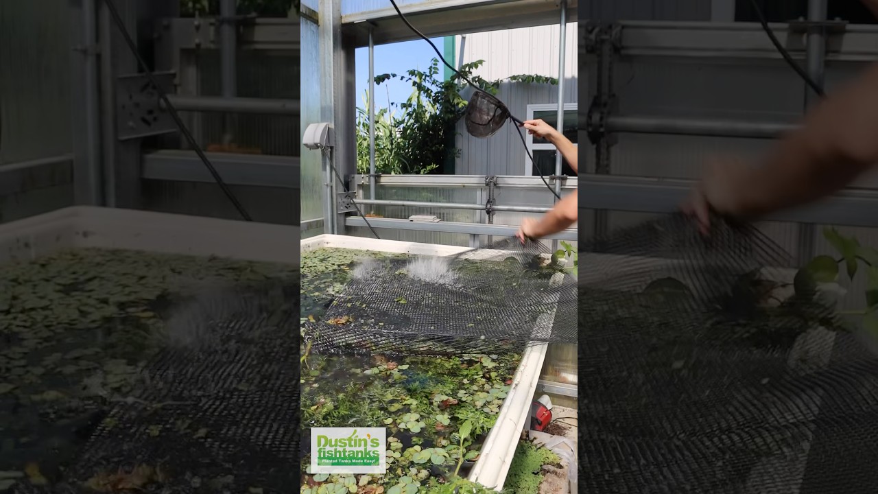 How to remove Duckweed