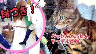 餅つきを不思議そうに見つめるベルが可愛い