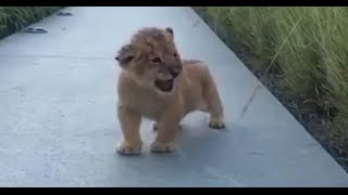 Baby Lions Roaring Painfully Adorable
