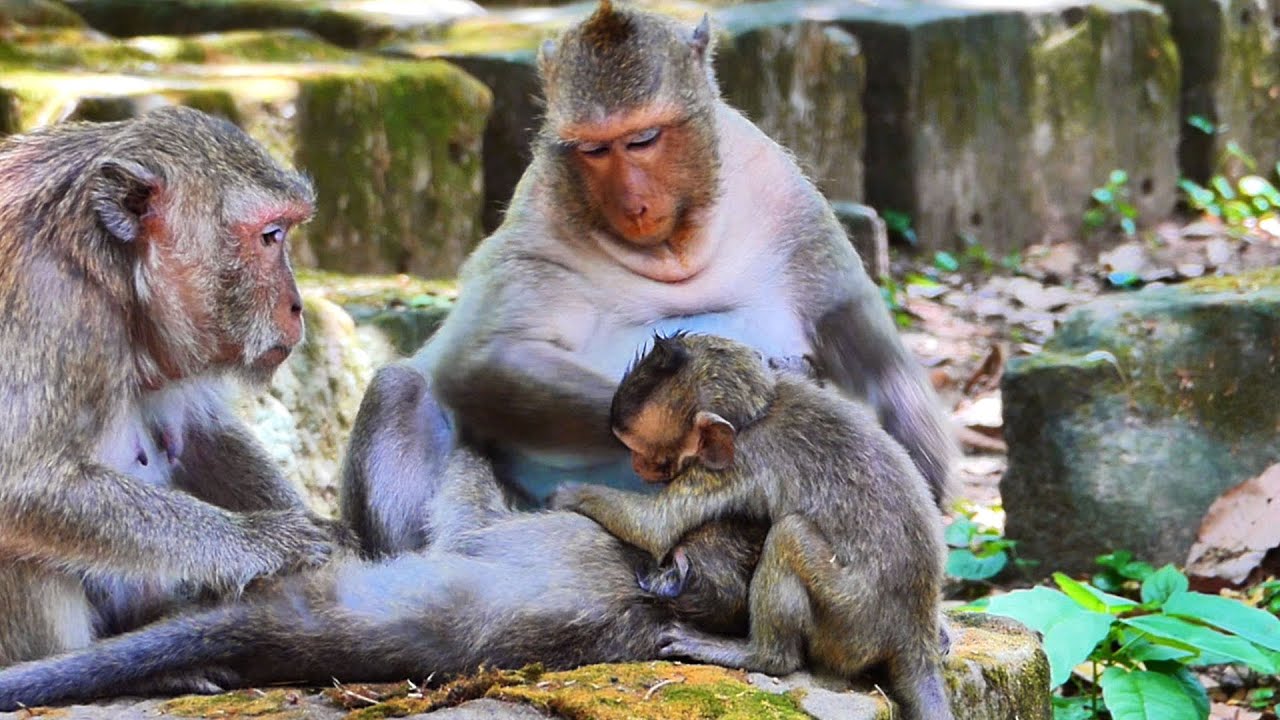 Wonderful wildlife monkey, Peaceful Jade and Jinx families, Nice baby monkey | Baby Fabulous