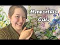 Haworthia Basic Care Guide ~ Stay In Bloom With Leah