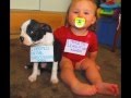 Dog shaming highlights 2012