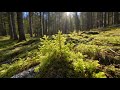 23 июня 2024 г. На Крайнем севере распускаются листья. Потеплело до +28.