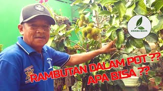 Cara mudah menanam dan membuahkan RAMBUTAN dalam pot