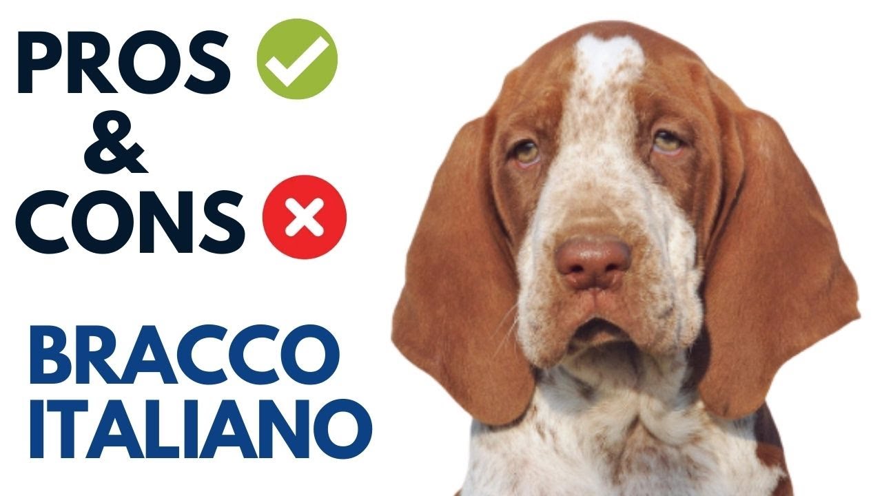 Bracco Italiano Pros and Cons | Bracco Italiano Advantages and ...