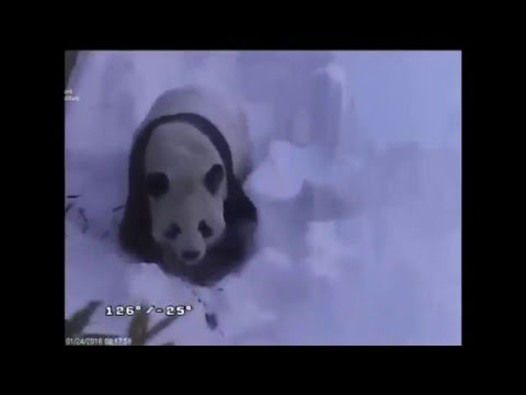 160124 Tian Tian Snow Play Day Two 大熊猫添添