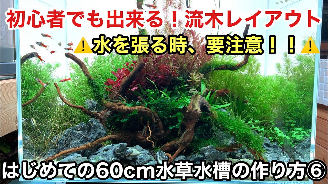 初めての水草水槽 作り方 初心者でも簡単に作れる６０cm水槽の立ち上げ方 注水編 ネイチャーアクアリウム 水草レイアウト水槽 水草 の植え方 育て方 熱帯魚水槽 流木レイアウト 流木のアク抜き 下処理 公式 Aquashop Wasabi 水草チャンネル 簡単スタイル