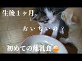 お母さん病院で血液検査。チビッコ初離乳食🍚