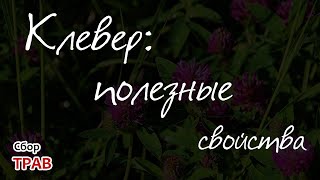 Клевер: полезные свойства