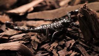 Black scorpion walking closeup