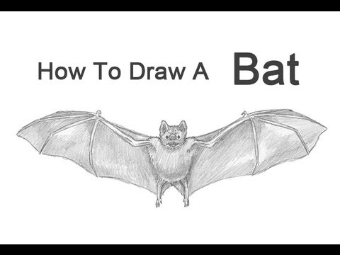 Bat drawing vector illustration, 5893867 Vector Art at Vecteezy