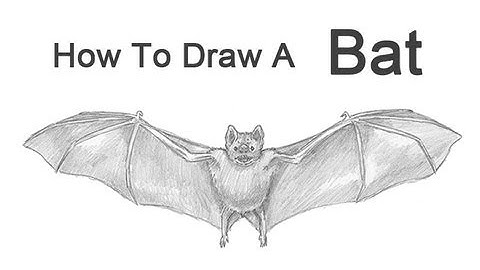 How to Draw a Bat (Vampire Bat)