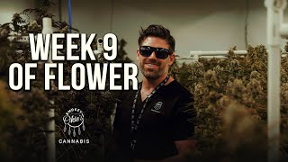 Week 9 of the Cannabis Flowering Period | Week-by-Week Guide with Smokey Okies
