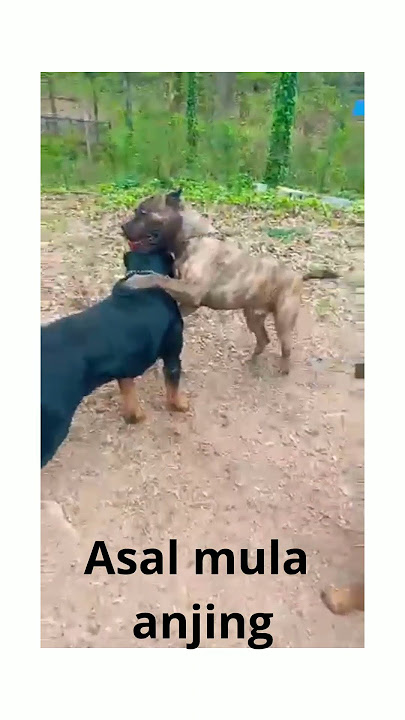 asal mula nama anjing... #sejarah #dog #shorts#hiburan #lucu