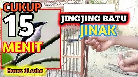 Terik Jitu menjinakan burung,Jingjing batu Langsung jinak