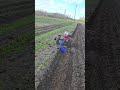 С ним будешь легко пахать. МТЗ Беларус. #мотоблок #агротехнологии #farming