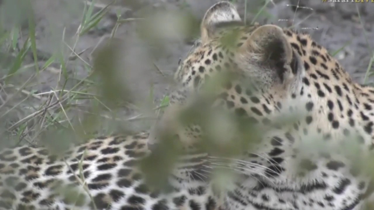 sindile faku July 22, 2017- Sunset -Hosana still relaxing in the golden light