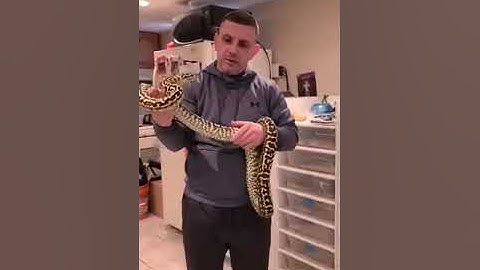 Zebra carpet python (All it takes is time)!!! With Extreme Jungles!!!