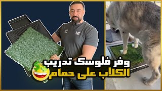 وفر فلوسك تدريب الكلاب على حمام